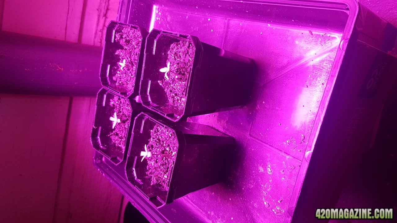 3rd day from seed