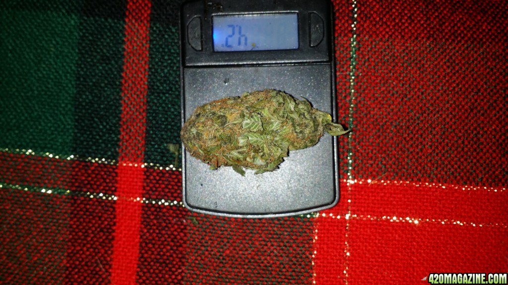 4.2 gram bud