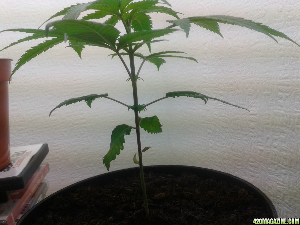 4 and half week old UNKNOWN cannabis plant