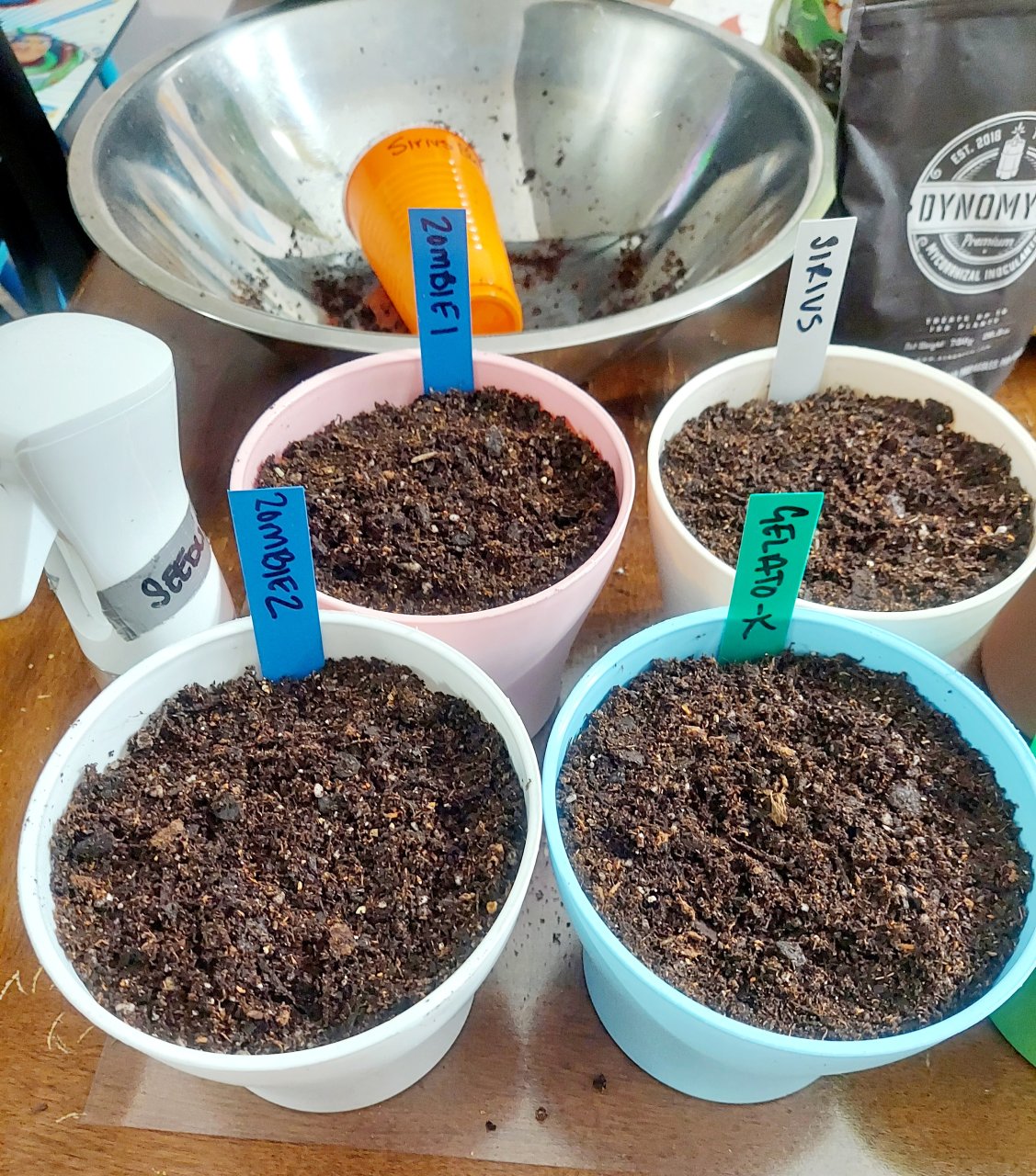 5.5 inch pot intitial transfer-Main Grow