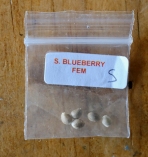 5 Blueberry seeds from Seedsman for JOTM win