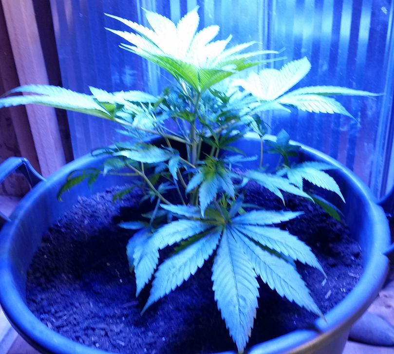 5 weeks from seed