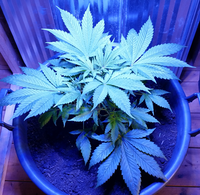 5 weeks from seed