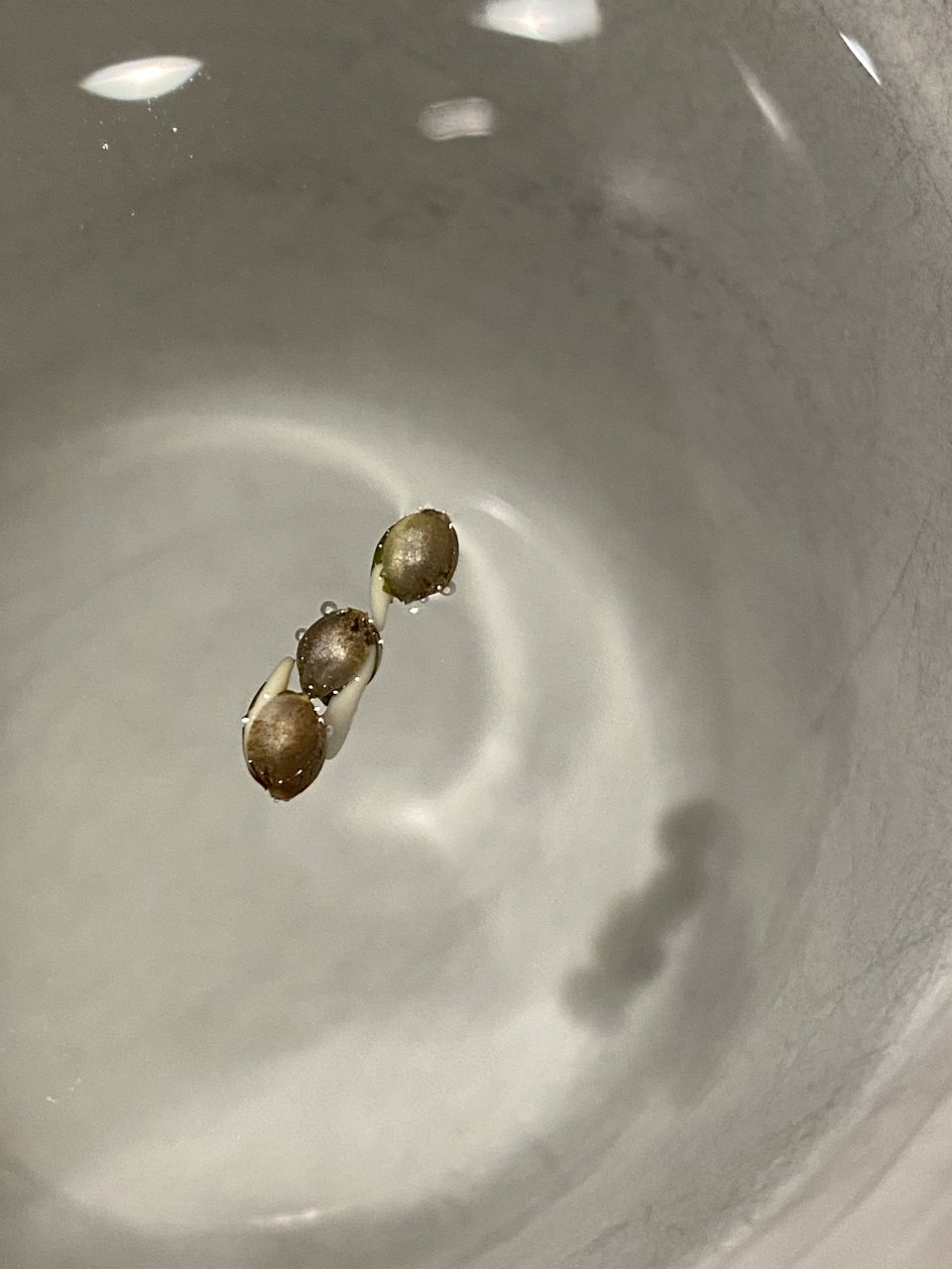 5 year old seeds, tails popped out