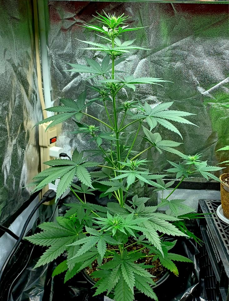 6/12/23 For some reason this Blue Dream flowered. 43 days old