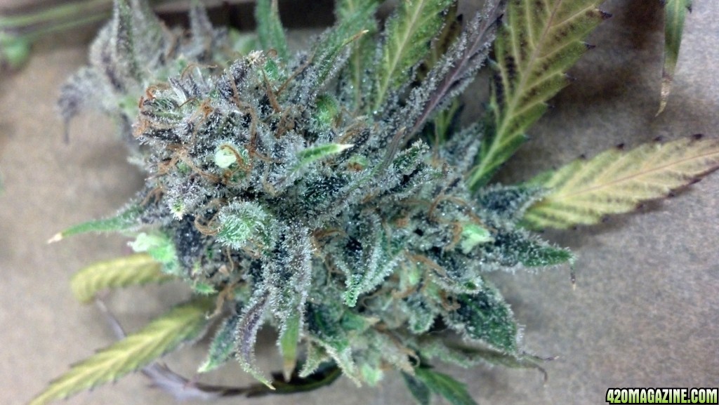 7/10, very close up of frosty bud with trichomes
