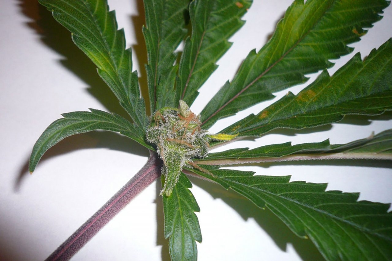 цвет стебля у марихуаны