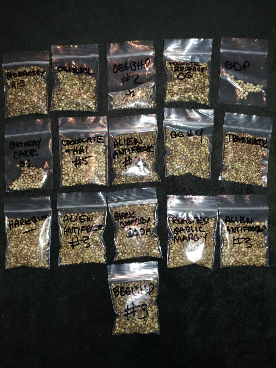 88 G13 HP seed project (2).jpg