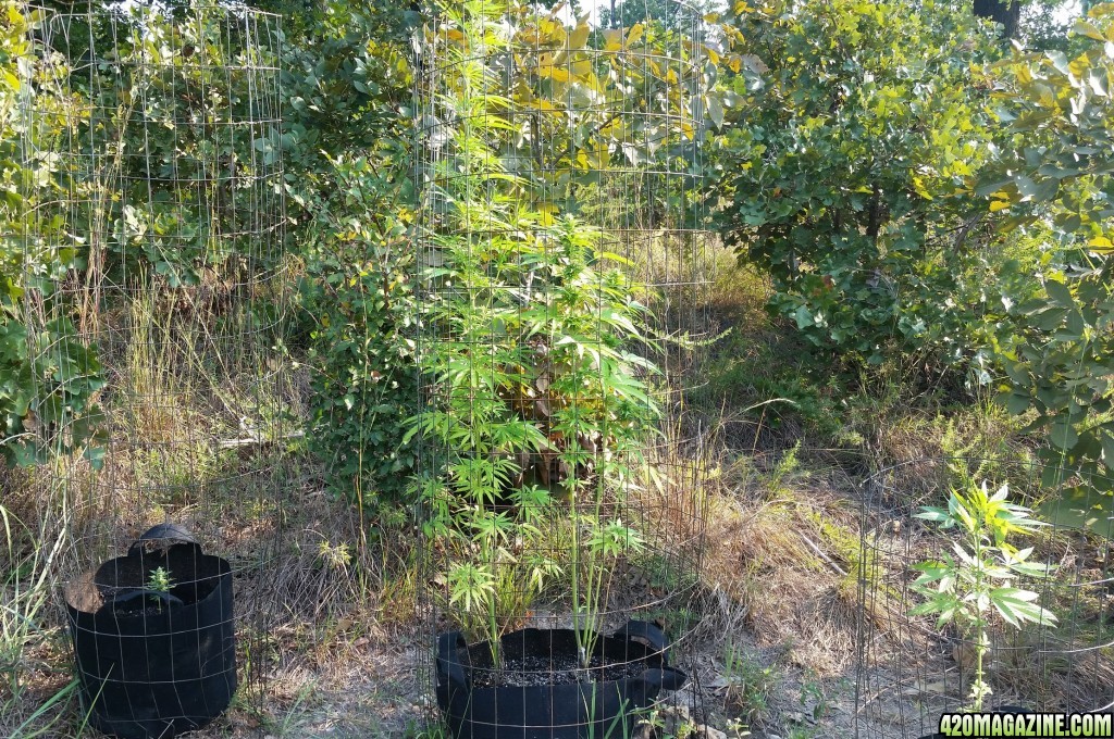 9-4-17 Outdoor grow update