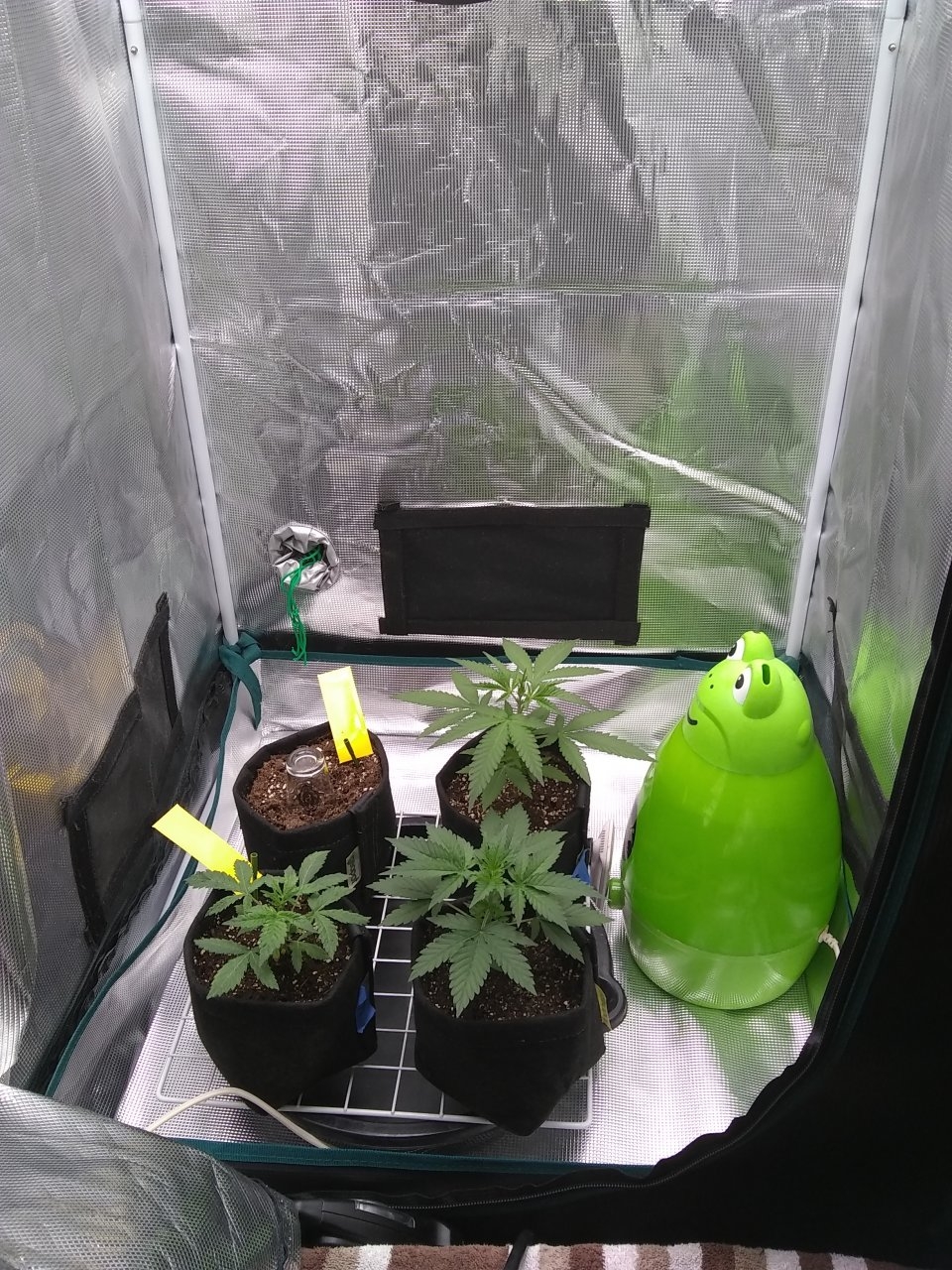 A tent with plants added for effect