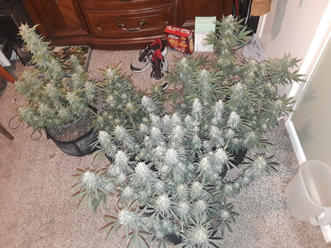 About a week away from harvest