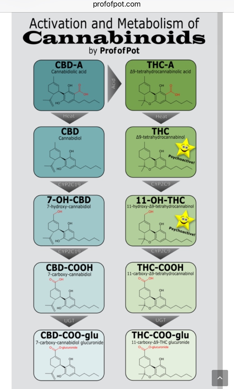 Activation and metabolization of cannabinoids (Prof of Pot)