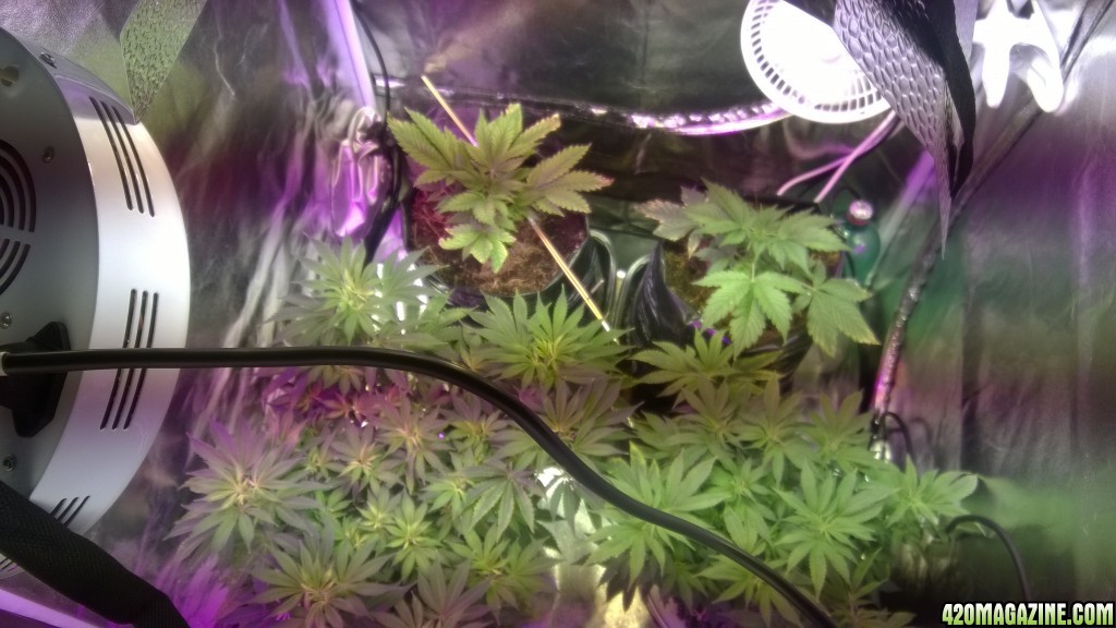 additional led to hps. is there any need