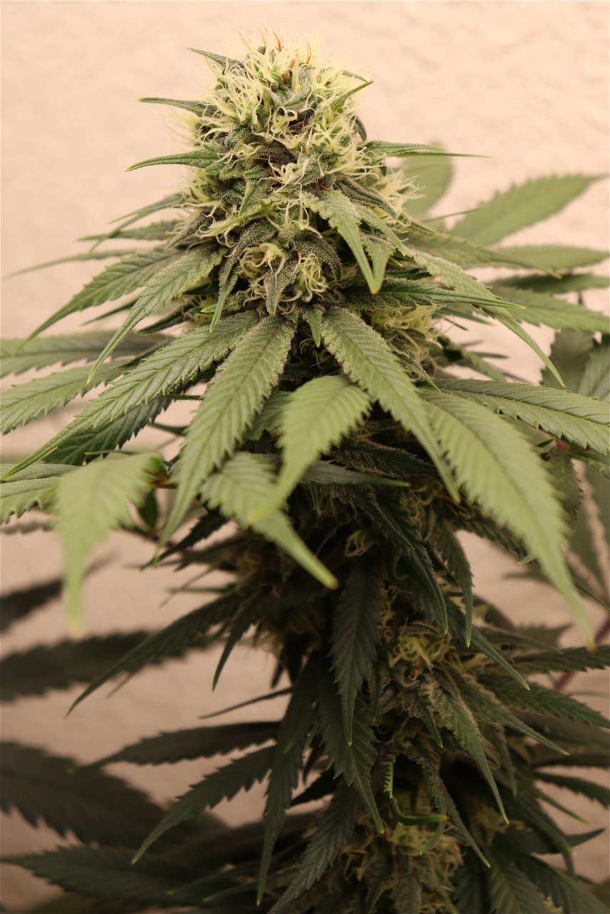 Afghan Hash Plant #1 by Canuk Seeds-Day 40 of Flowering-5/31/24