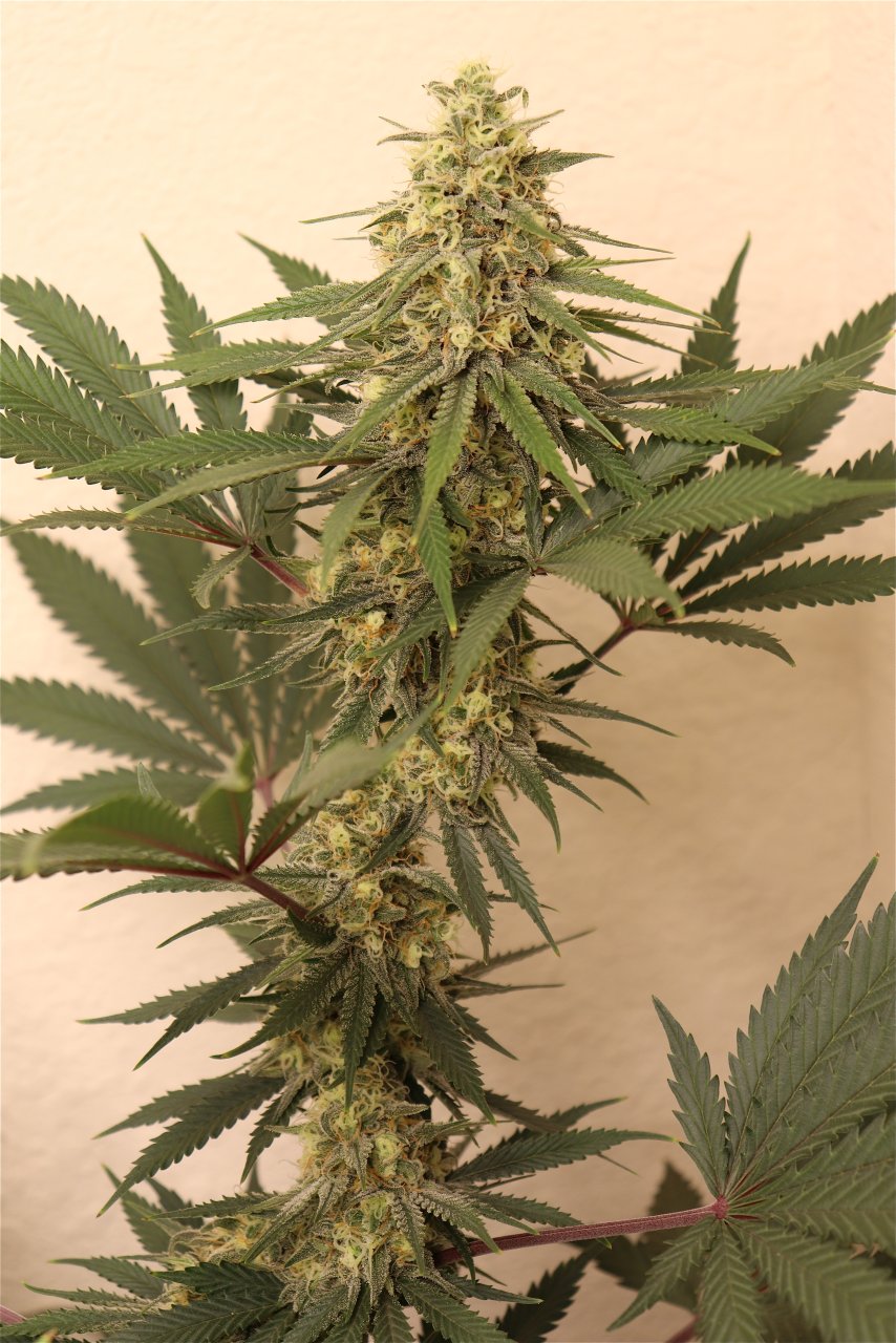 Afghan Hash Plant #2 by Canuk Seeds-Day 40 of Flowering-5/31/24
