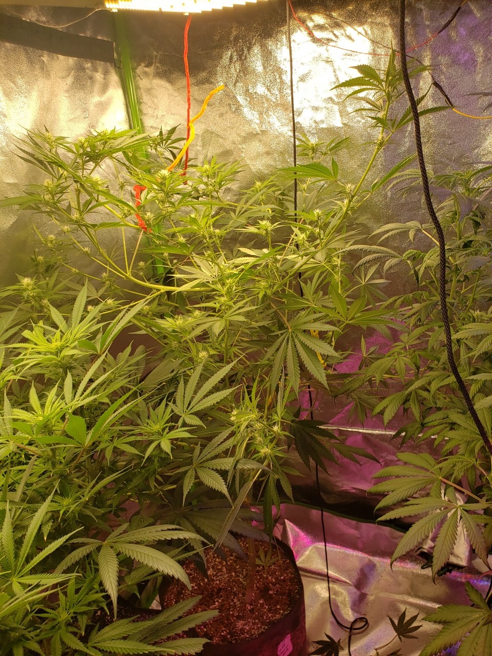 Afrodite roughly 2weeks into flower