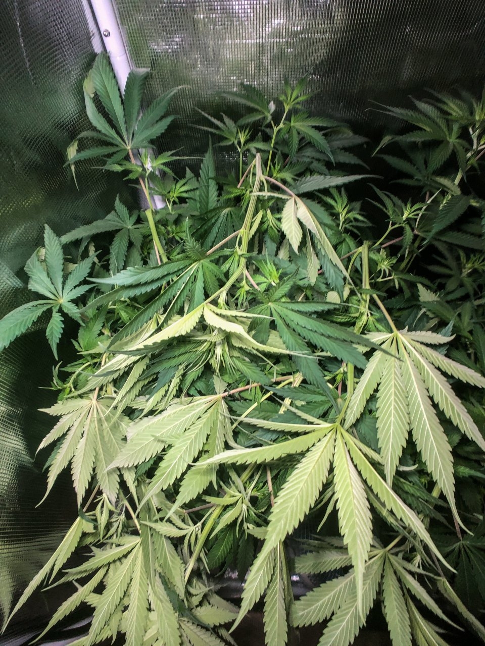 AG canopy mess