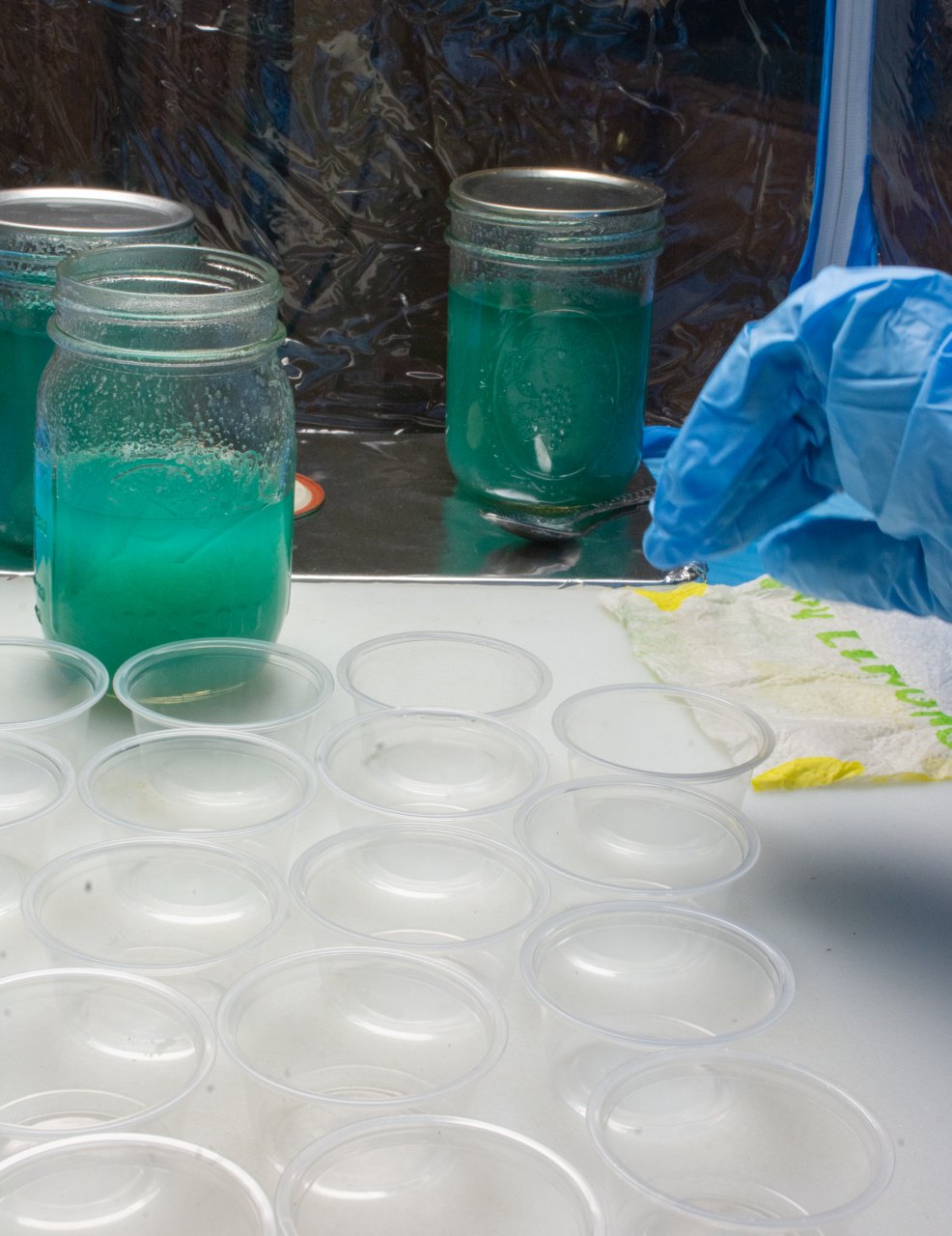 Agar plates in condiiment containers-2.jpg