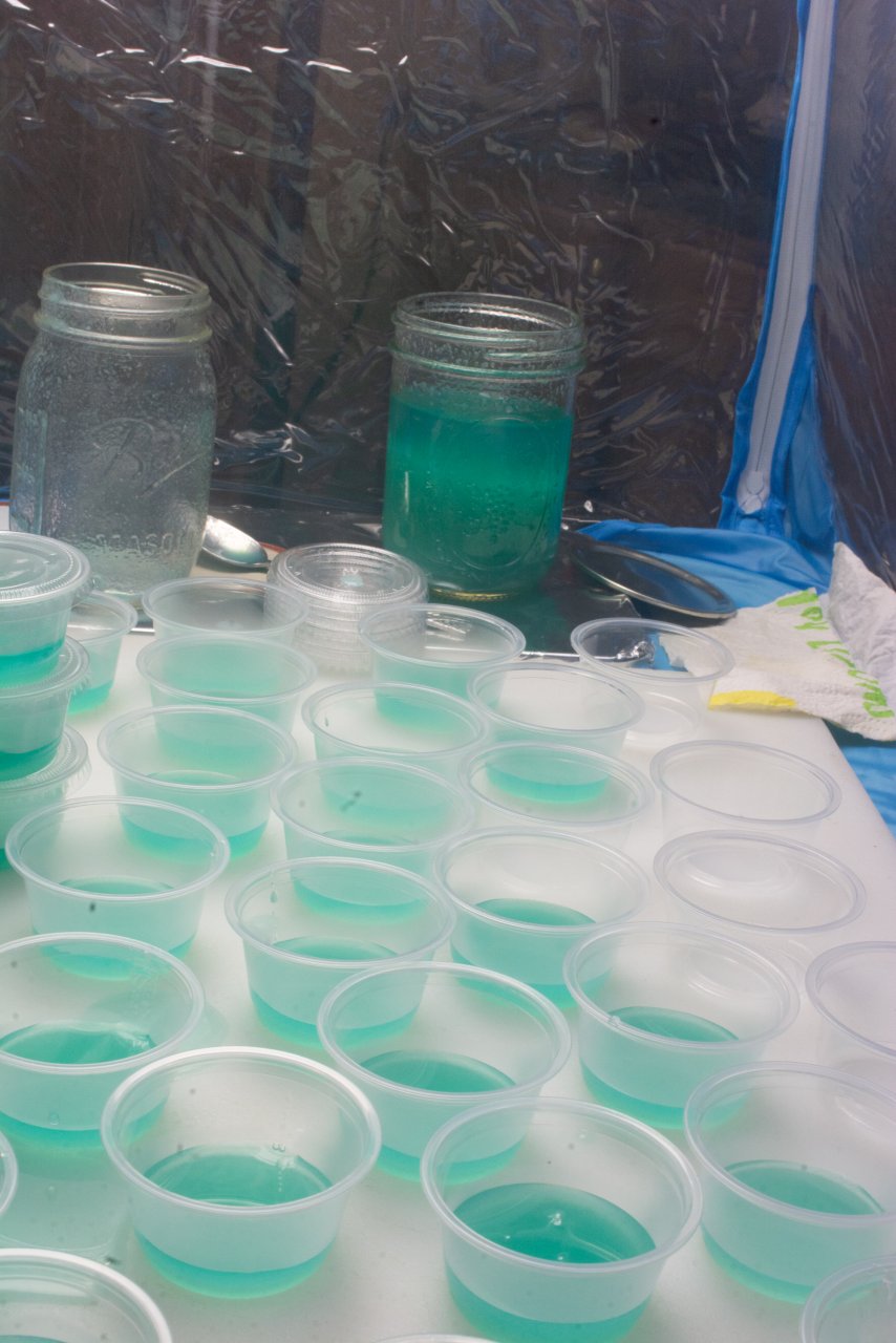 Agar plates in condiiment containers-3.jpg