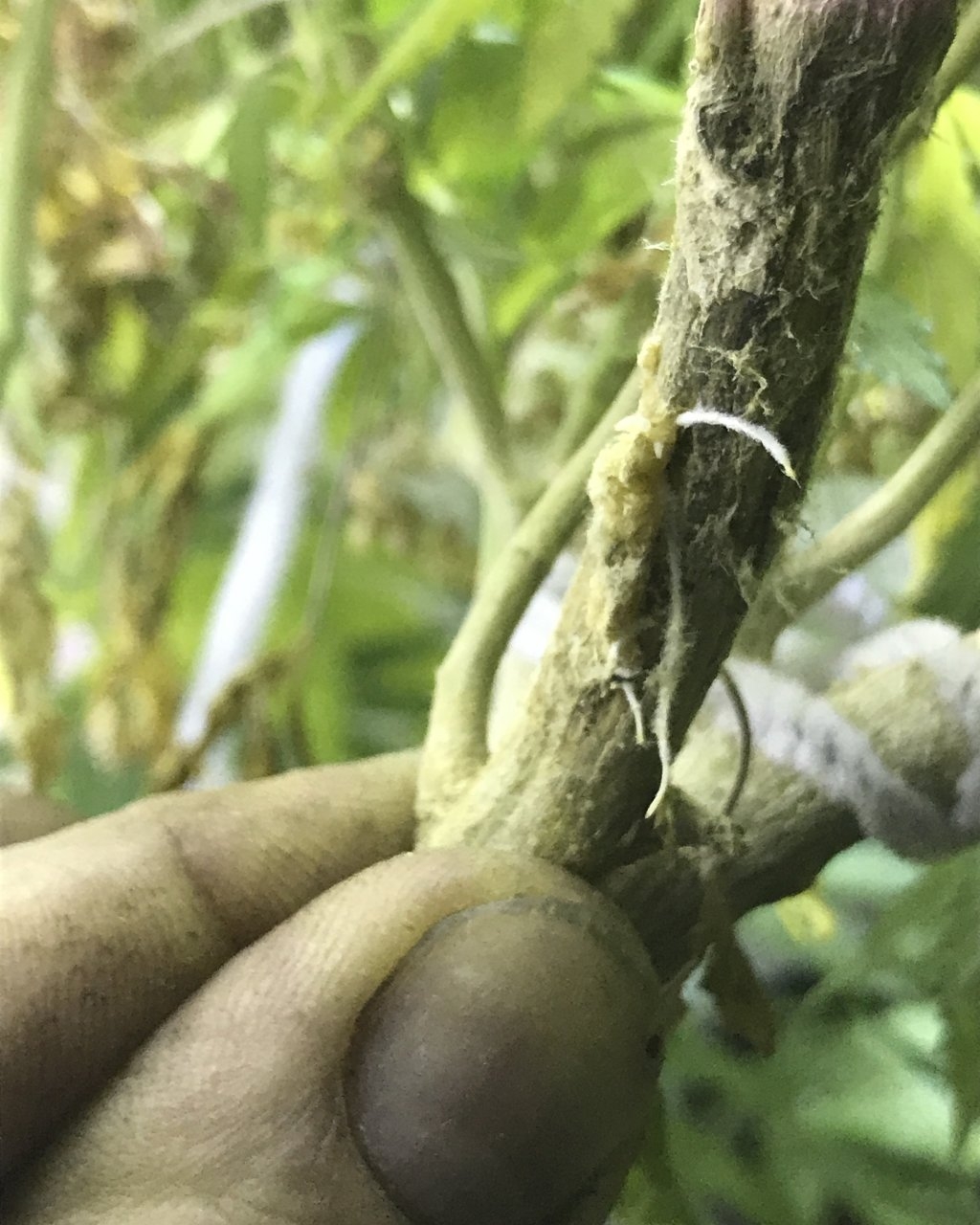Air layering roots