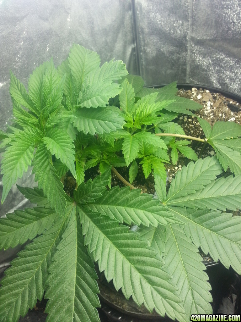 AK 48 Day 31 LST