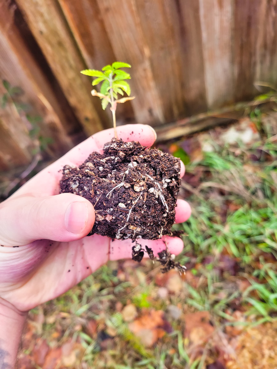 Alaskan Purple #1 Day 37 Roots