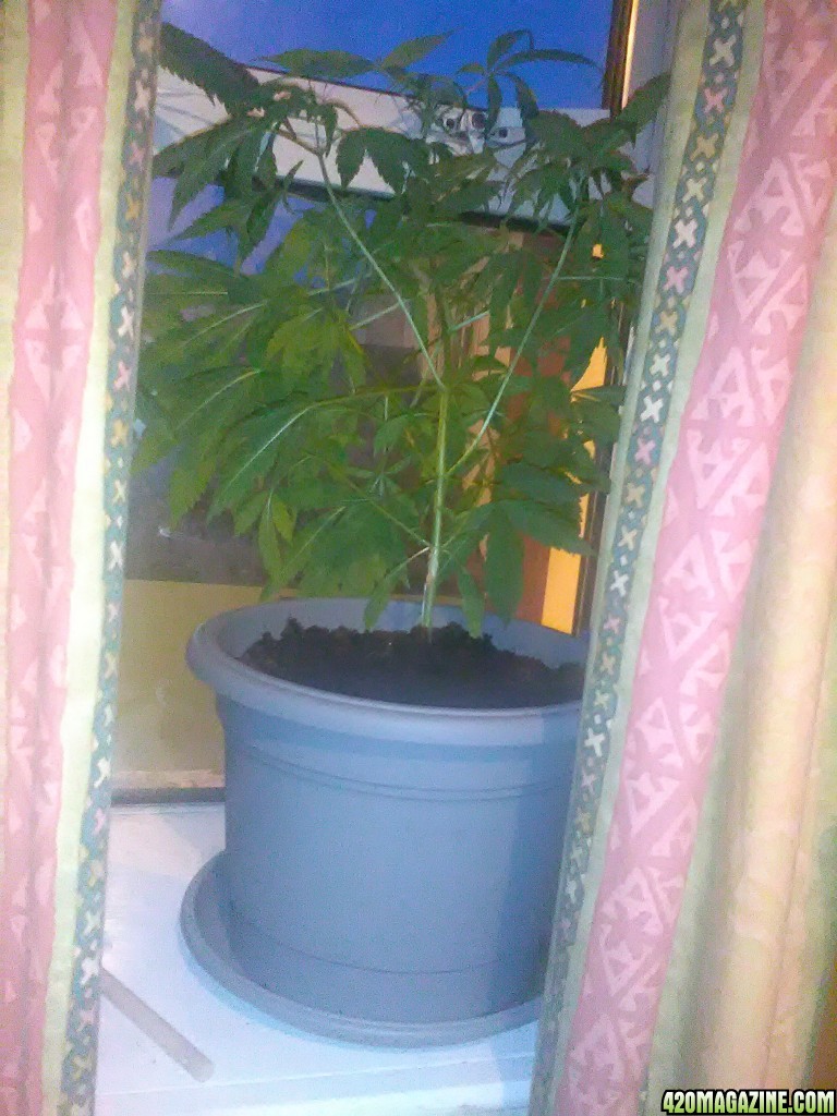 Am I to cut some leaves? Very bushy
