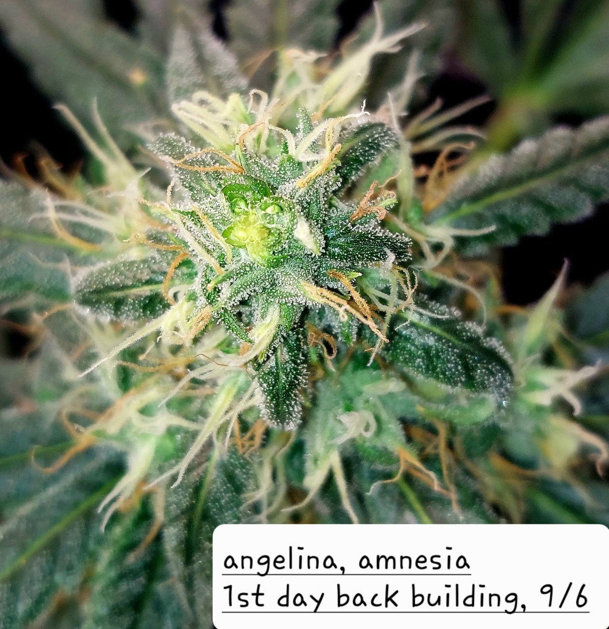 Amnesia-Back Building Buds-Grow Journal