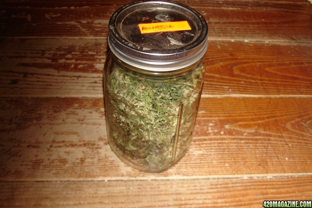 amnesia bud jar