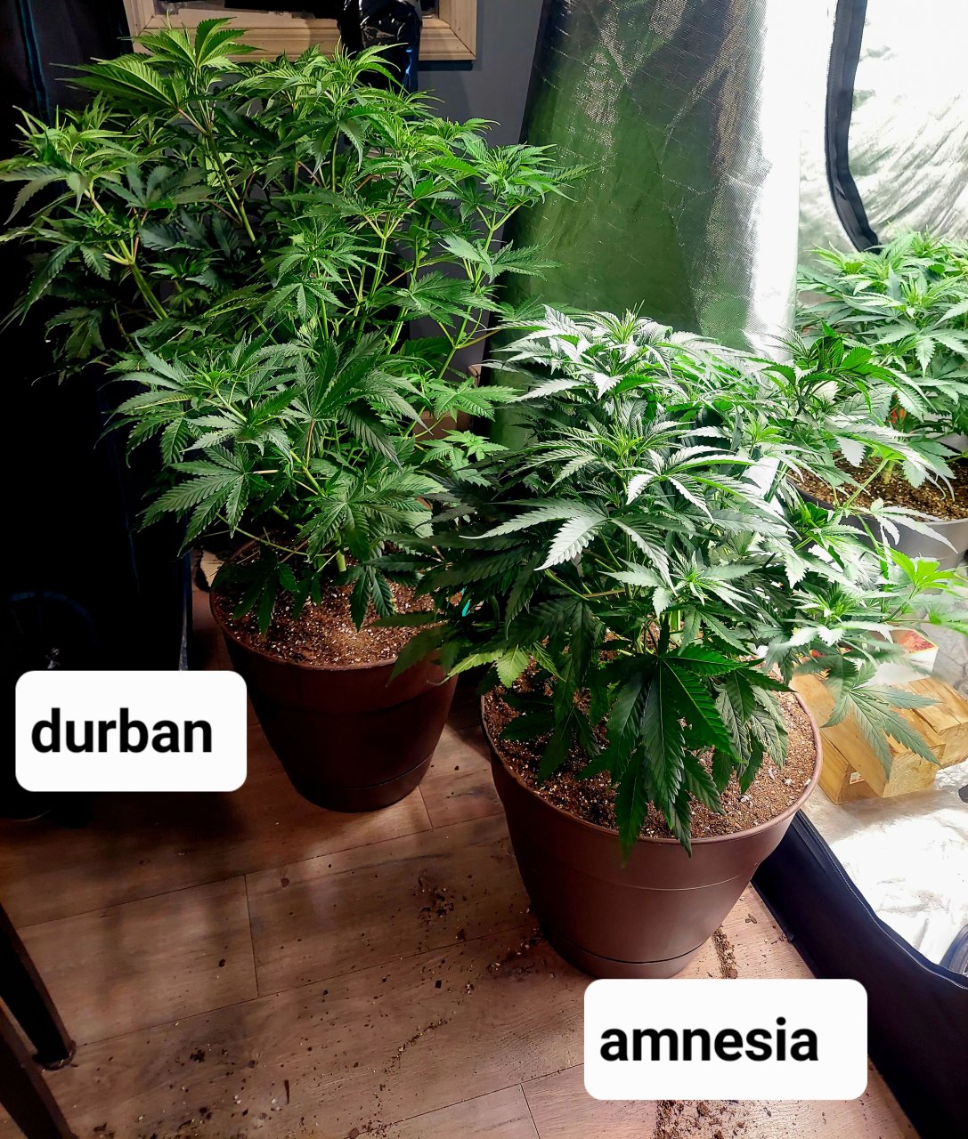 Amnesia-Durban Poison-FC4800 Summer Grow 2023-Grow Journal
