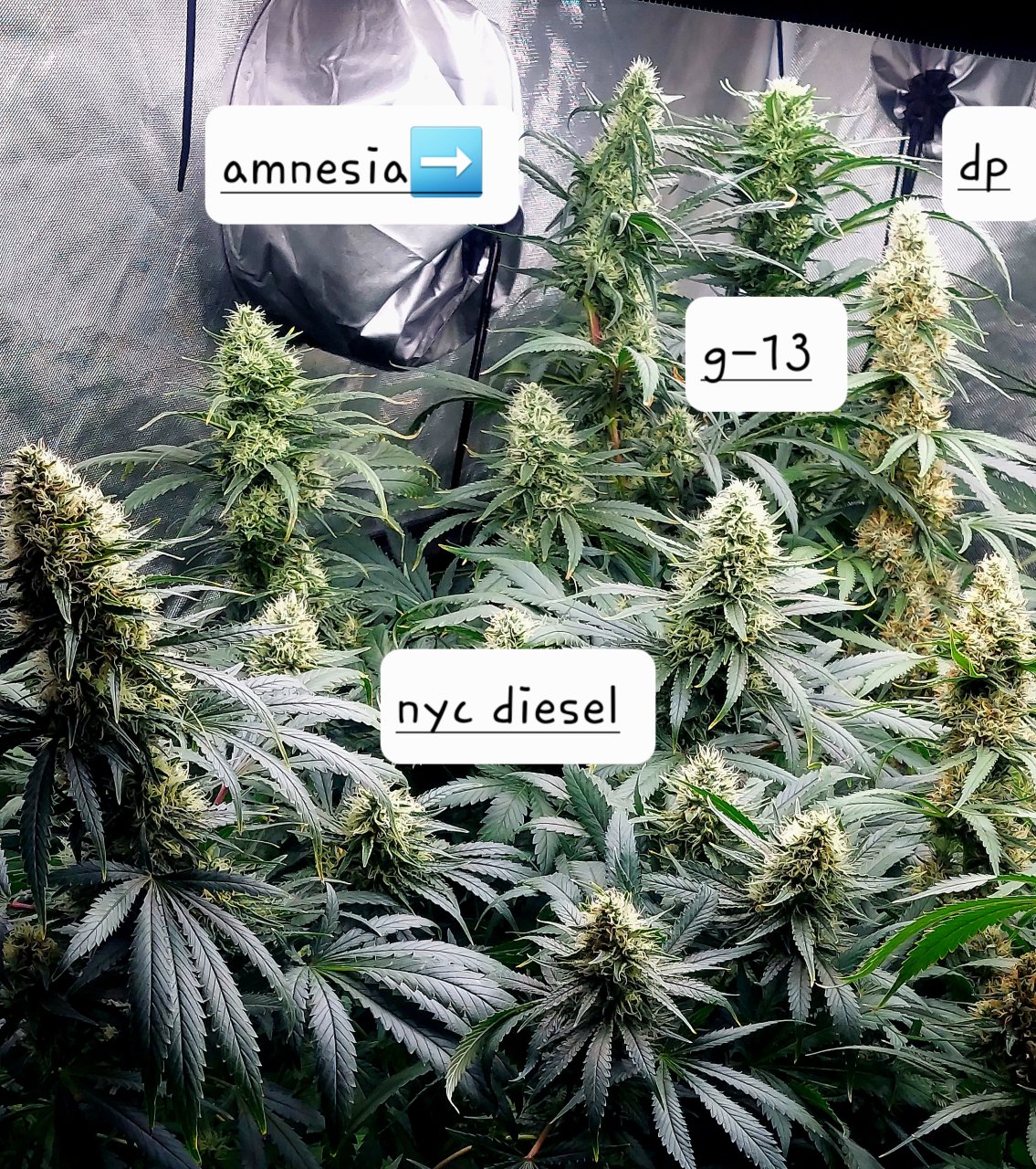 Amnesia-Durban Poison-G-13-NYC Diesel-Grow Journal-Summer Grow 2023