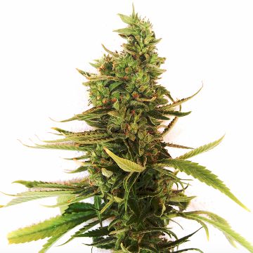 Amnesia-f2-pure-regular-seeds-hanfsamen-cannabis.jpg