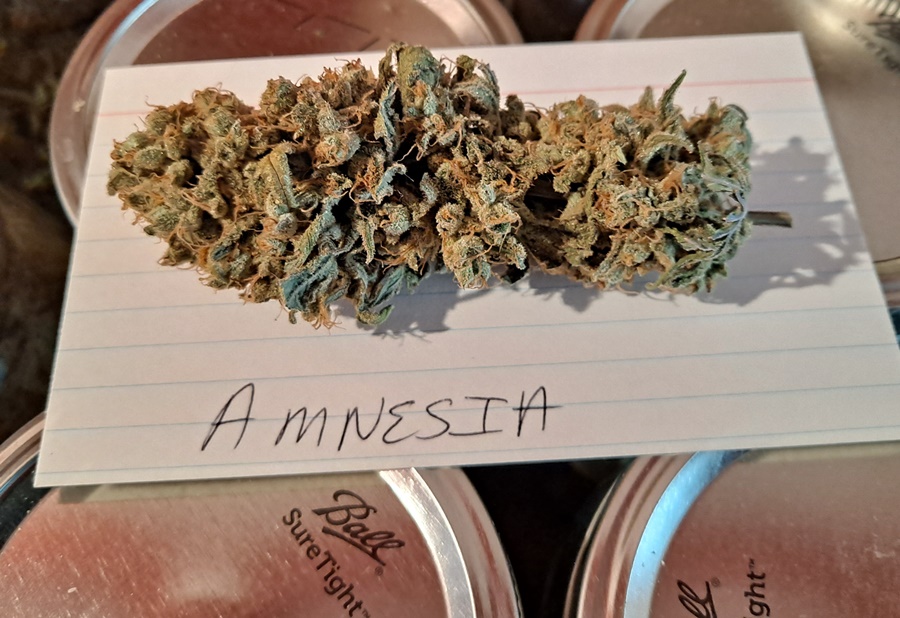 Amnesia Flash bud.jpg