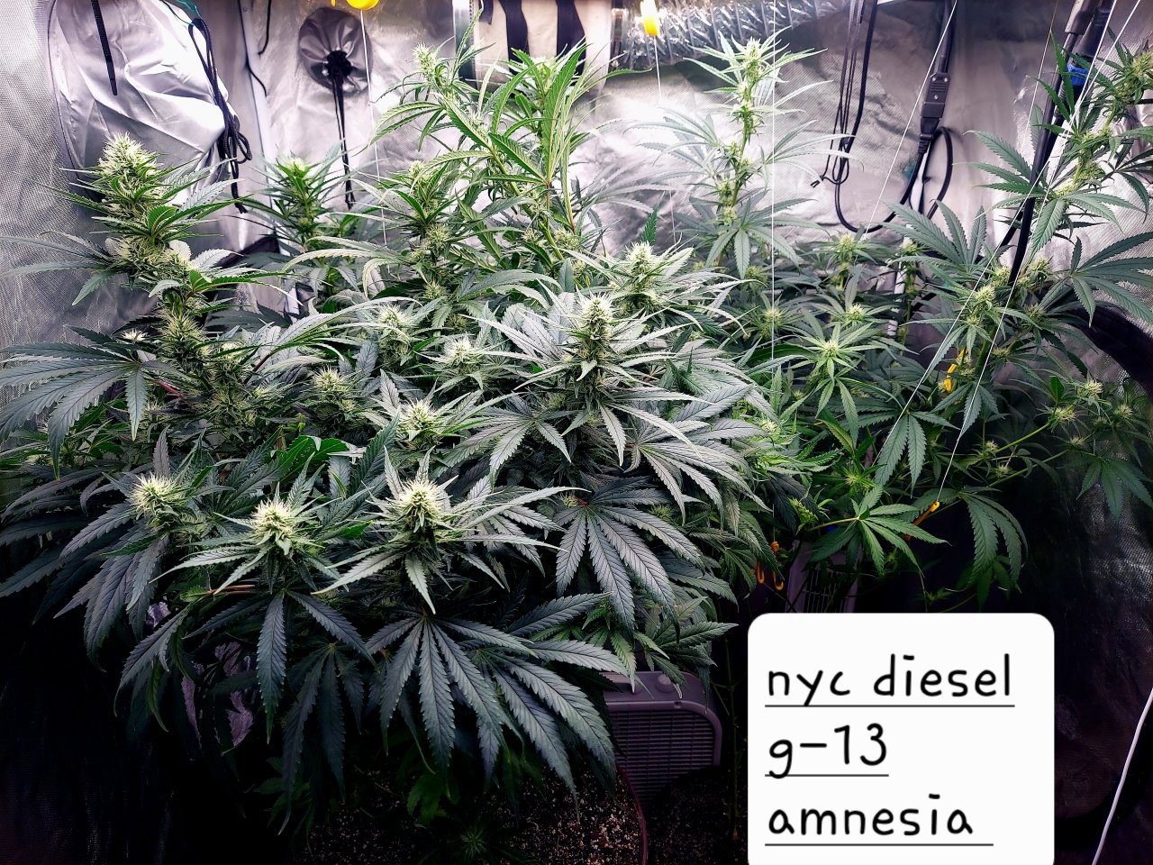 Amnesia-G-13-NYC Diesel-Grow Journal-Summer Grow 2023