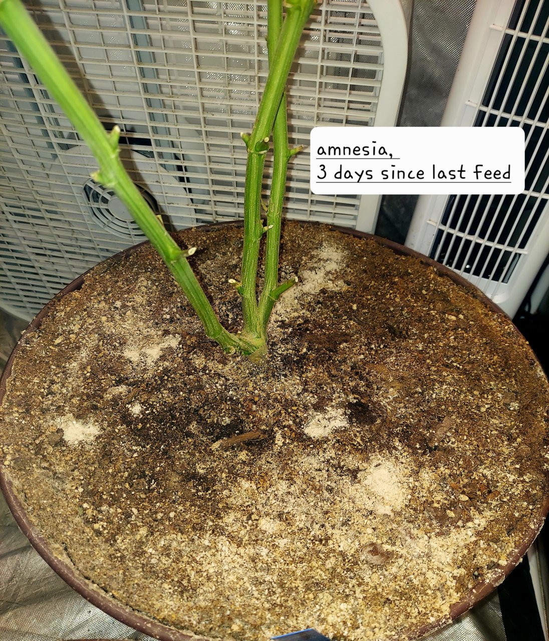 Amnesia-Grow Journal-Summer Grow 2023