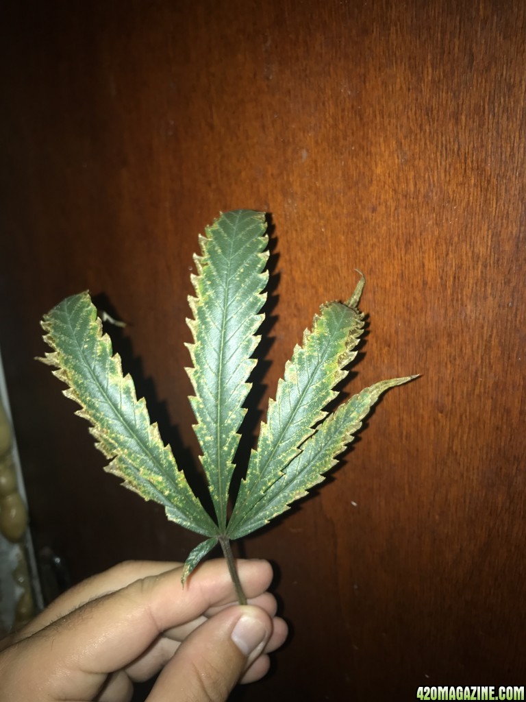 Amnesia Haze leaf problem