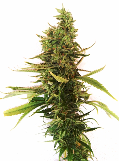 AmnesiaF2-Pure-Regular-Seeds-Picture3-reduced-cannapot.jpg
