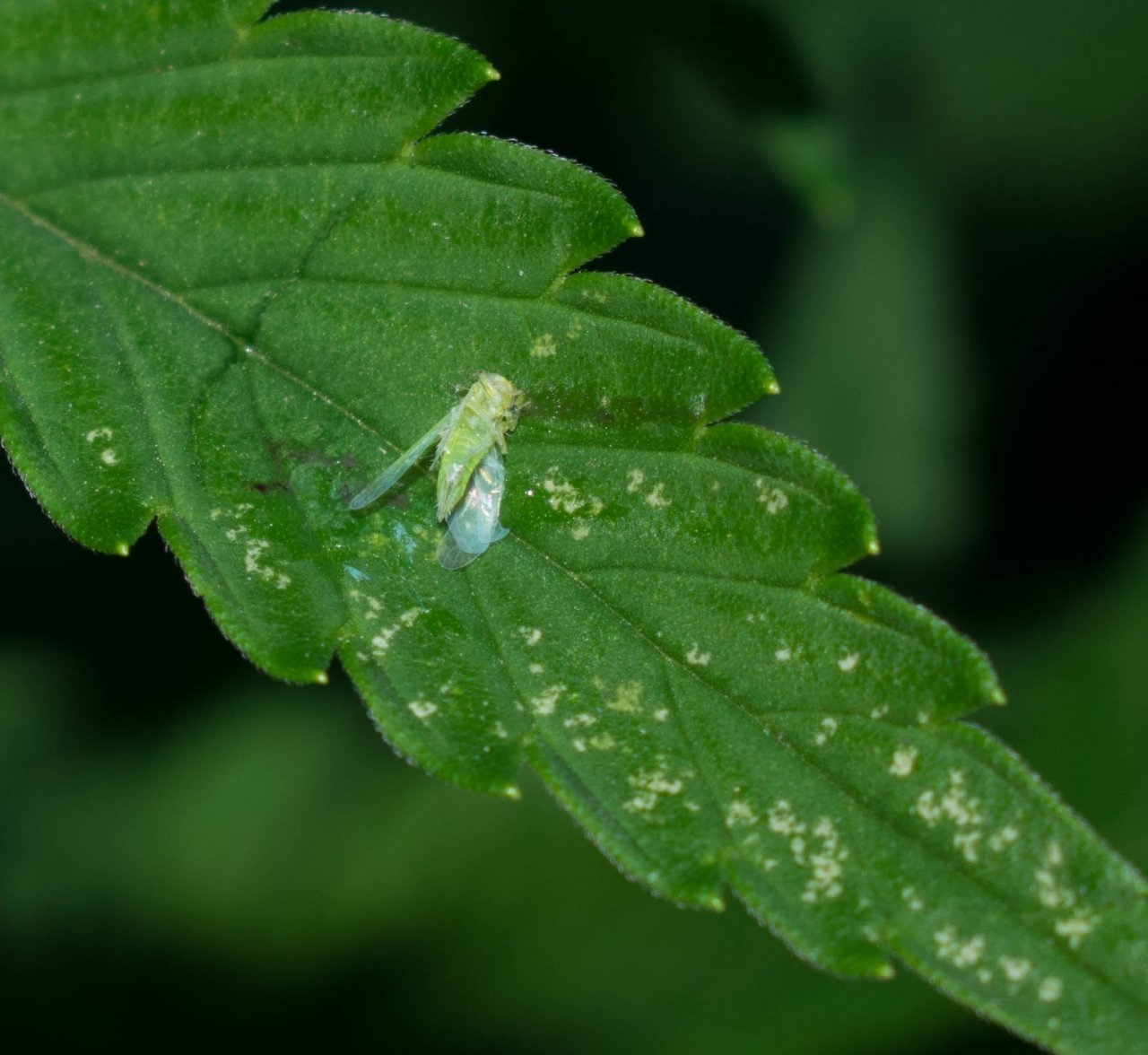 An unlucky leafhopper