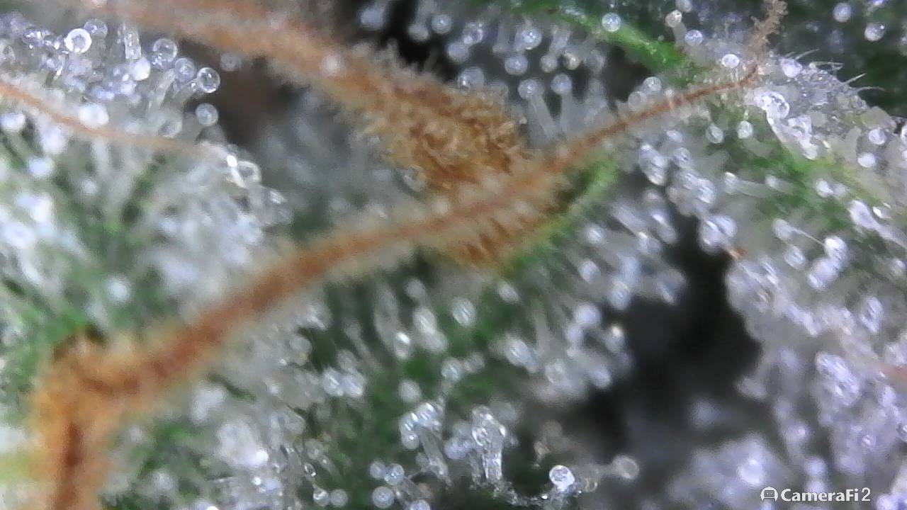 And more trichs