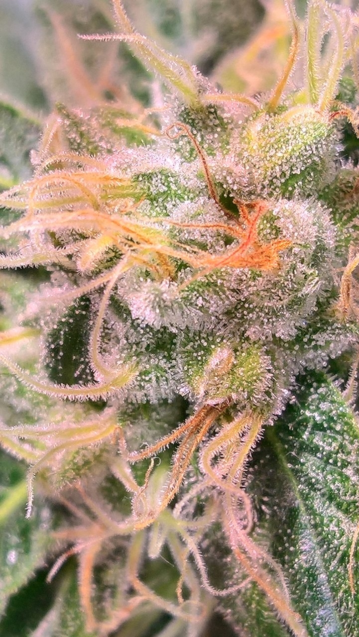 Anyone for a ride on the Trichs..