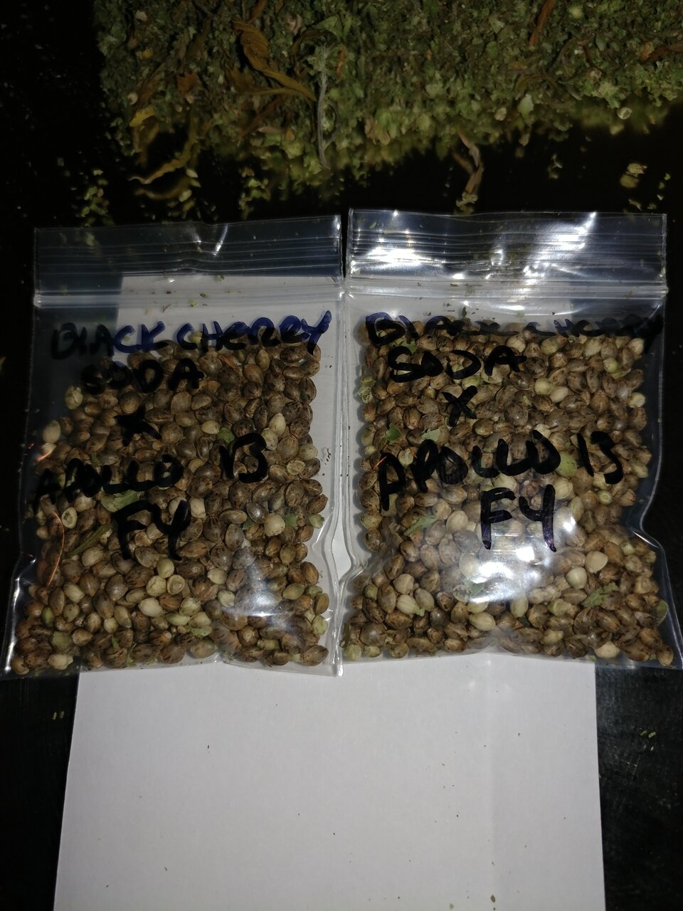 Apollo 13 strain icemud seed project cannabis marijuana (10).jpg