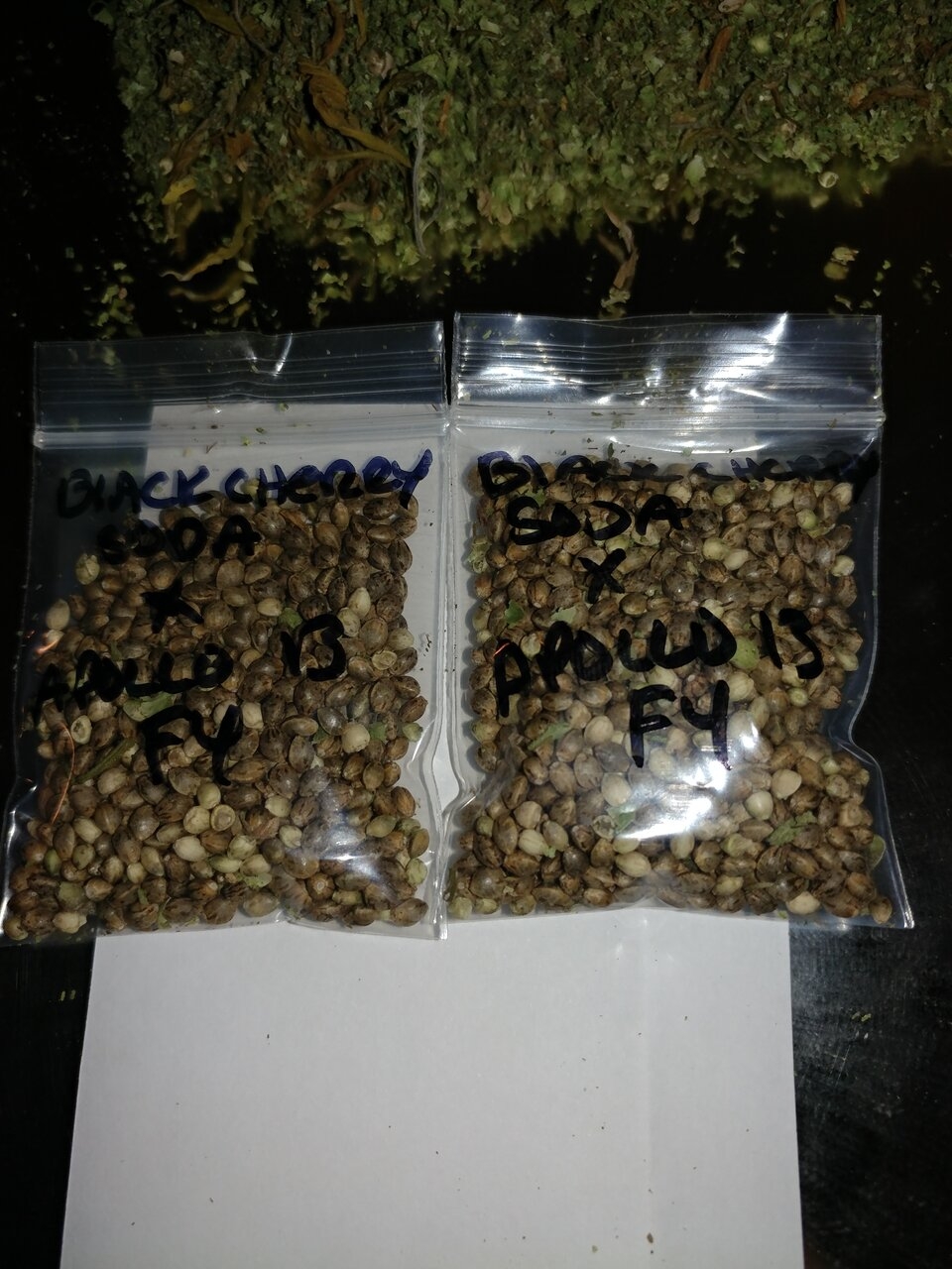 Apollo 13 strain icemud seed project cannabis marijuana (11).jpg
