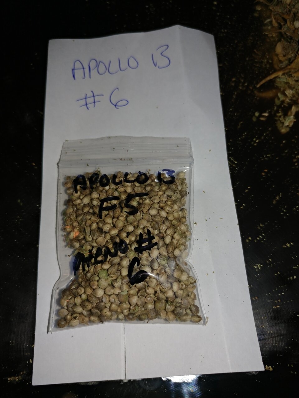 Apollo 13 strain icemud seed project cannabis marijuana (4).jpg
