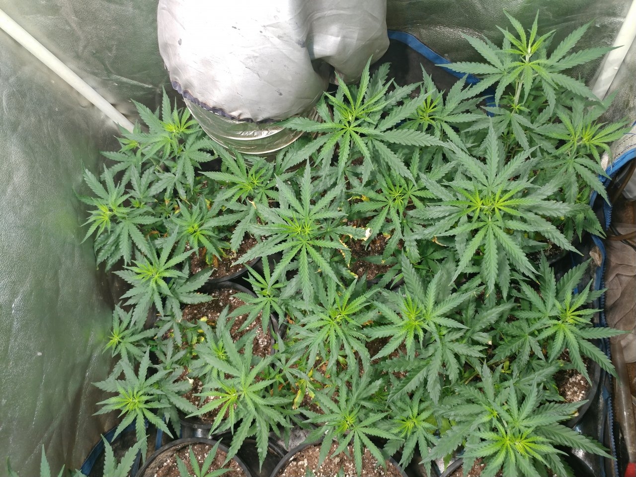 Apollo13_F4_icemud_cannabis_seed_grow (2).jpg