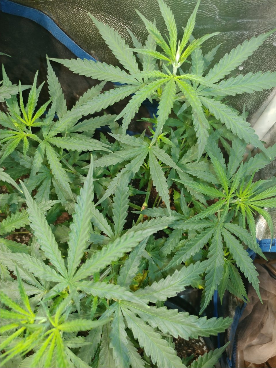 Apollo13_F4_icemud_cannabis_seed_grow (3).jpg