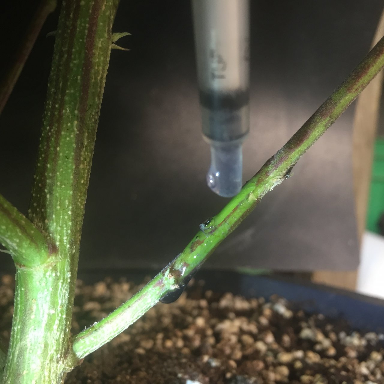 Applying gel to scraped stem