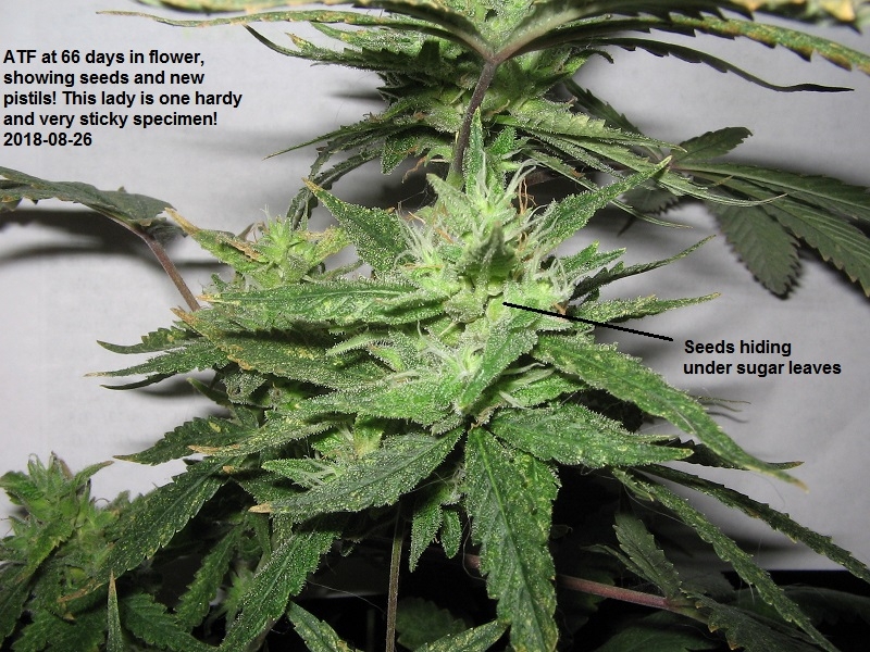 ATF in seed and flower.JPG
