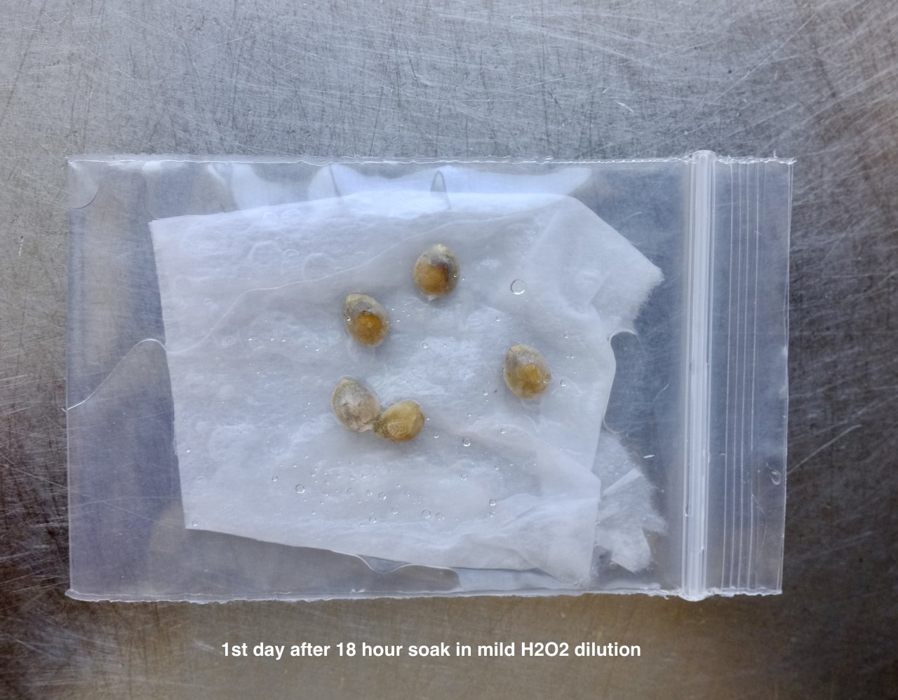 Attempt to germinate immature Mulanje seeds - day 1