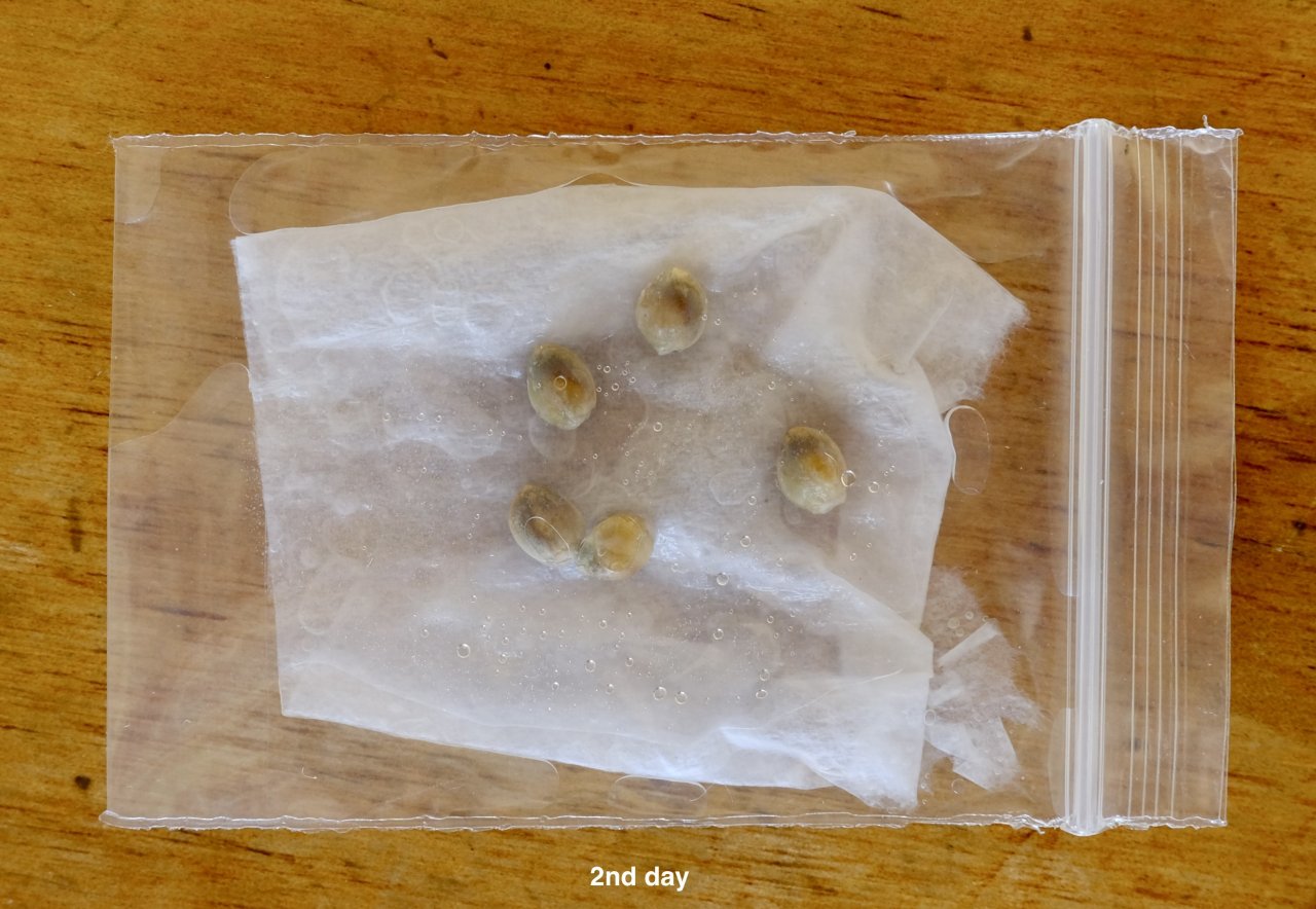 Attempt to germinate immature Mulanje seeds - day 2
