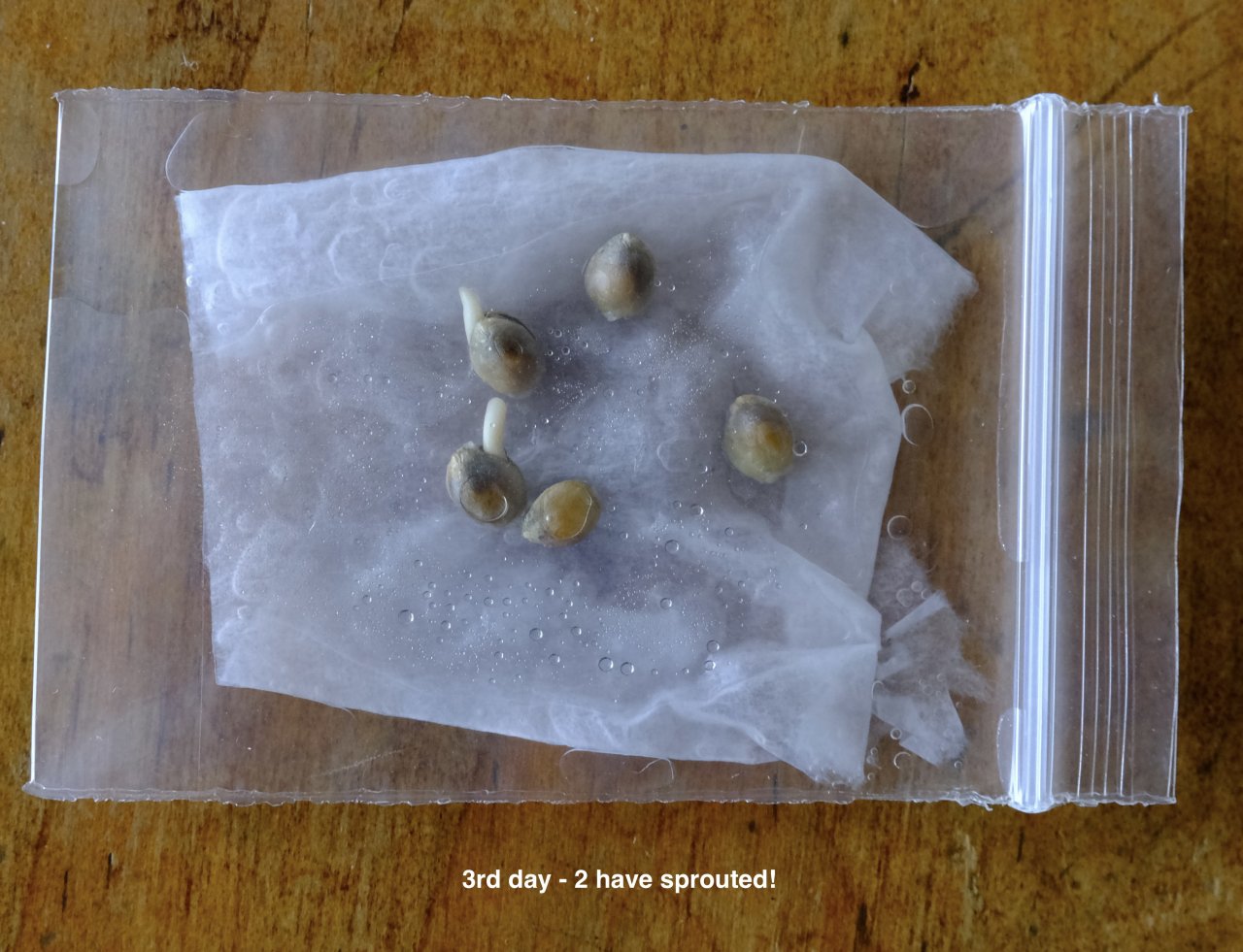 Attempt to germinate immature Mulanje seeds - day 3